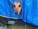 Woof! dog friendly site