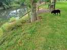 Enclosed area to let your pup run free