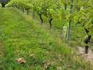 Vines surrounding the site