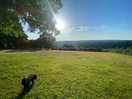 Enjoying the dog field
