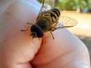 Btec wasp