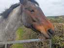 Horse come for a visit!