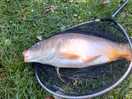 On fish caught