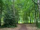 Forrest walks