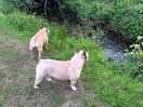 Dogs enjoying themselves