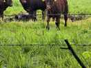 Scary cows haha