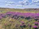 Heather in bloom