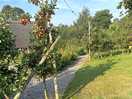 Apple trees in the bell tents area