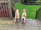 Poppy and archie