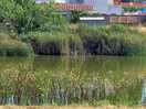Lac