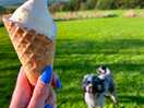 Delicious ice cream from the cow shed