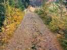 Forest walk tracks