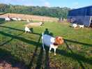 The welcome committee