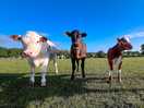 Calves saying hello