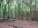 A walk in the woods