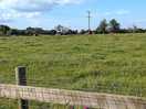 View from the top field of cow field