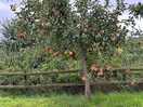 We camped in the fruit orchard lots of fresh apples and pears
