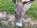 Donkeys