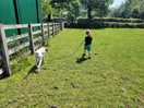 Walking the dog on the enclosed field.