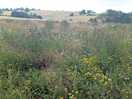 Wild flowers and pretty weeds