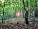 Capturing sunset through the trees