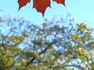 A beautiful maple leaf