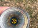 Wasp trap after 10 mins