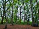 In the woods