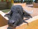 Buffel
