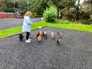 Feeding the hens