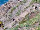 Goats on the cliff