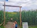 The entrance to the corn field maze - opposite the entrance to the campsite