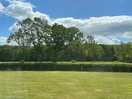 View from the campervan, a grass field with the forest in de background.
