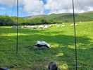This was my view in brambles field