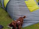 Our dog helped to hold down the tent when we were putting it up.
