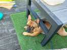 Dog friendly - even if your dog is hiding from the cows haha