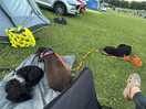 Dog friendly and peaceful
