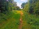 Old railway line, dog walk