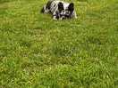 Dog enjoying the lovely kept grass