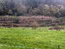 Looking out of our window towards the pond
