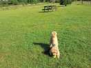 Off lead dog field. stunning, our dog was very impressed.
