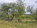 Trees acted as windbreaks on site