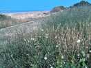 Lovely views of the beach from the cliff top at the end of the site , 5 min walk from our van .