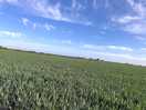 Local walk around the farmers field