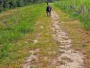 Dog walk trail