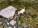 Cooling river