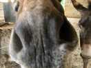 Curious donkey