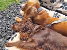 Dogs had amazing time only time they were quiet