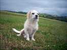 Bert in field camping fisherleigh barton campsite 28/06/2023