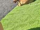 Sash enjoying the sunshine